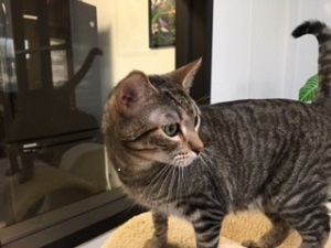 Mr. Tabby
